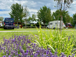 Storchencamp Purbach